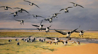 Barnacle Goose,  Branta leucopsis: Oil painting in progress